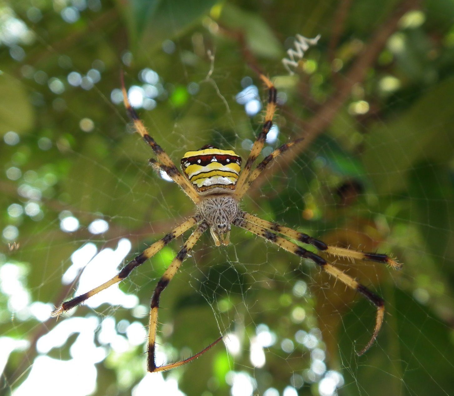 Argiope Spider - Insects, Arachnids, Reptiles & Amphibians, Spider | Insect | Yellow | Black | White | Thailand | Tree