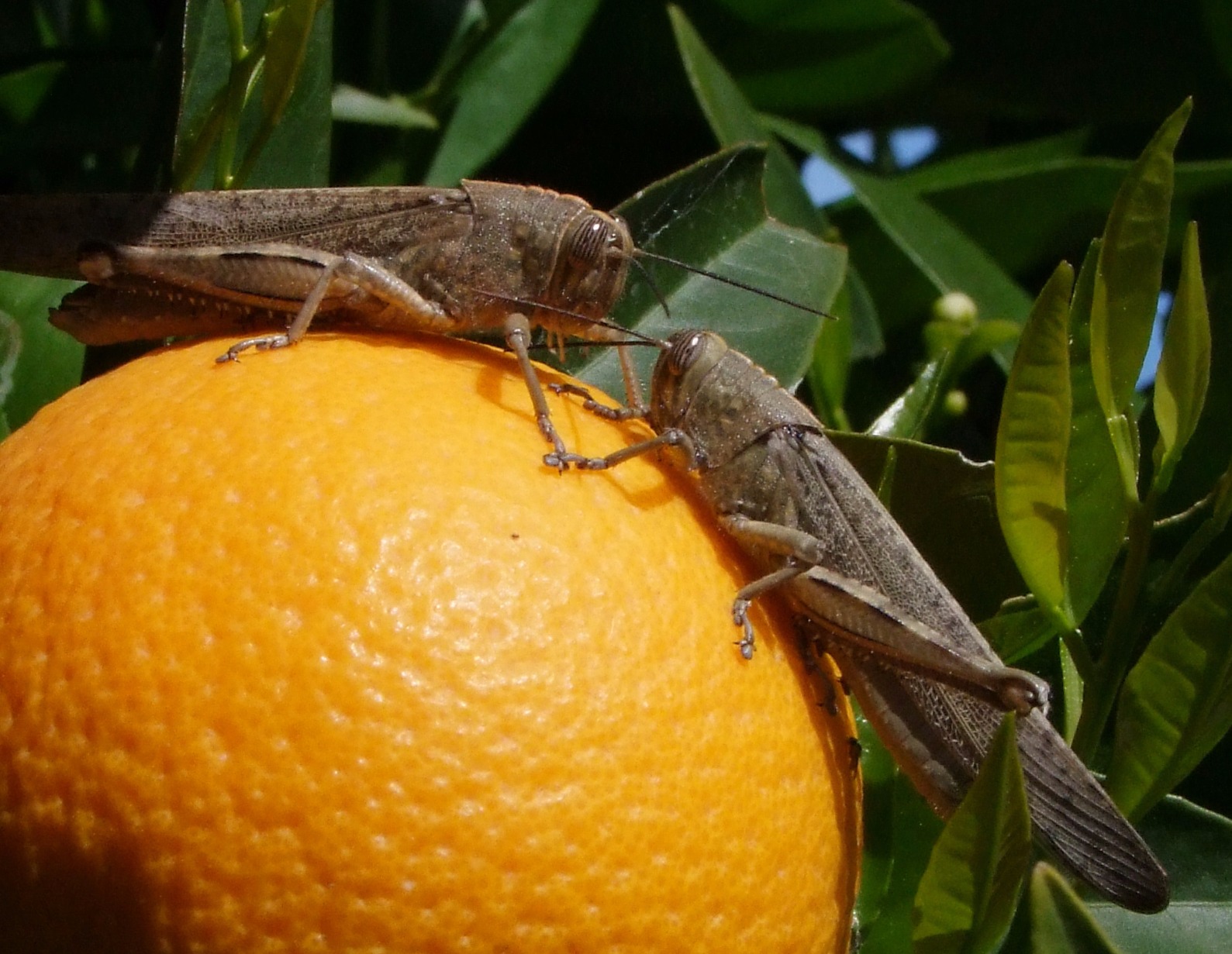Juicy Greetings - Insects, Arachnids, Reptiles & Amphibians, Orange | Fruit | Grasshopper | Insect | Juicy | Fly