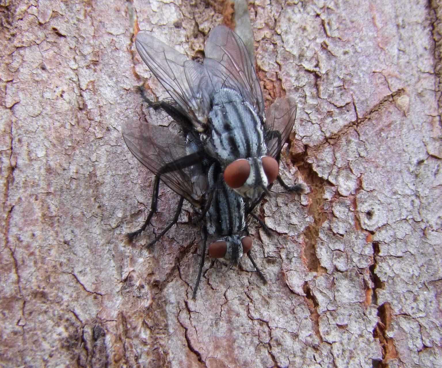 Flies - Insects, Arachnids, Reptiles & Amphibians, Fly | Insect | Brown | Tree | Wing