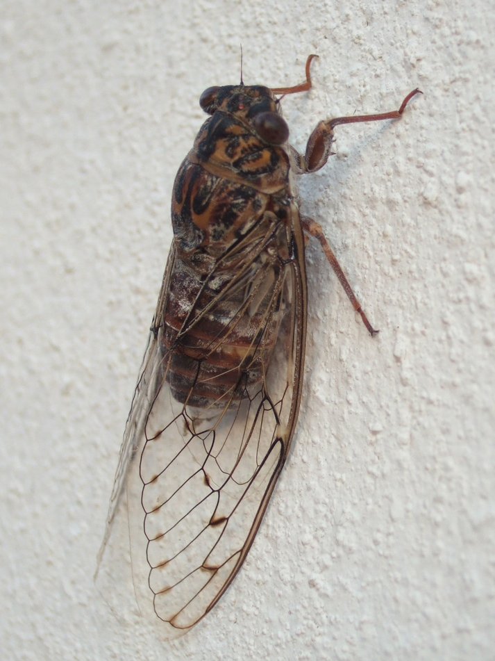 Cicada - Insects, Arachnids, Reptiles & Amphibians, Insect | Brown | Wing | Noise