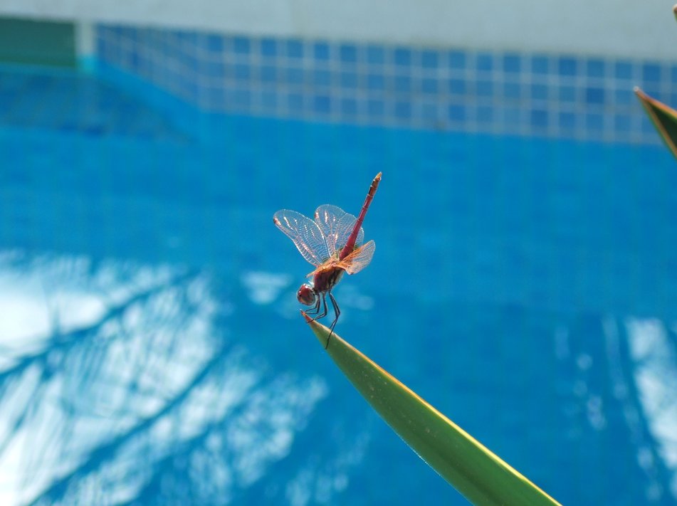 Dainty Dragonfly - Insects, Arachnids, Reptiles & Amphibians, Dragonfly | Red | Insect | Wing | Winged | Water