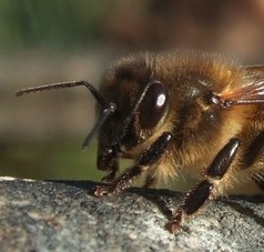 Honey Bee - Insects, Arachnids, Reptiles & Amphibians, Bee | Insect | Fly | Honey | Brown