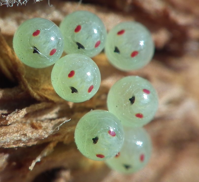 Insect Eggs - Insects, Arachnids, Reptiles & Amphibians, Egg | Insect | Green | Bug | Almond