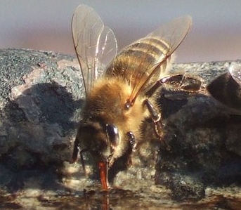 Bee's - Insects, Arachnids, Reptiles & Amphibians, Insect | Bee | Fly | Water | Drink | Honey