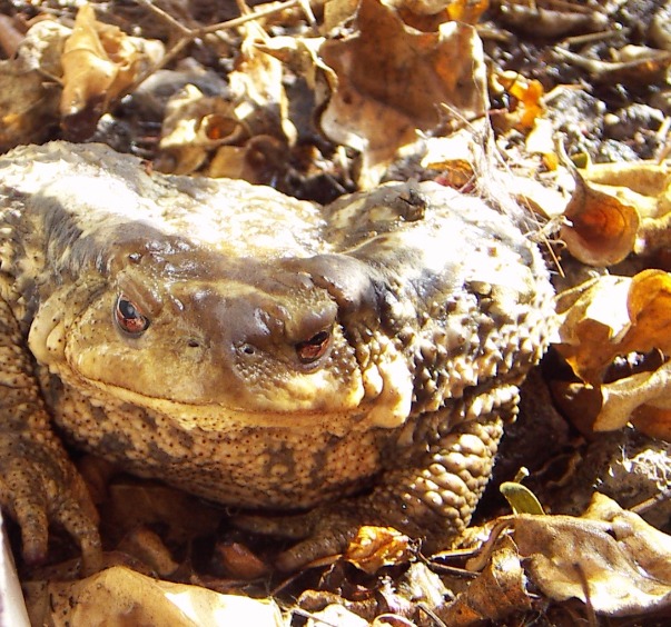 Monster Toad - Insects, Arachnids, Reptiles & Amphibians, Toad | Amphibian | Eyes | Skin | Brown | Feet