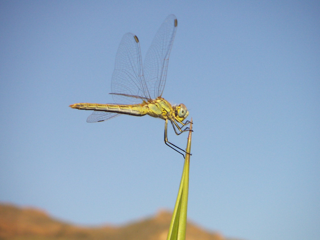 Dainty Dragonfly - Insects, Arachnids, Reptiles & Amphibians, Insect | Dragonfly | Fly | Winged | Wing | Sky | Blue | Nature