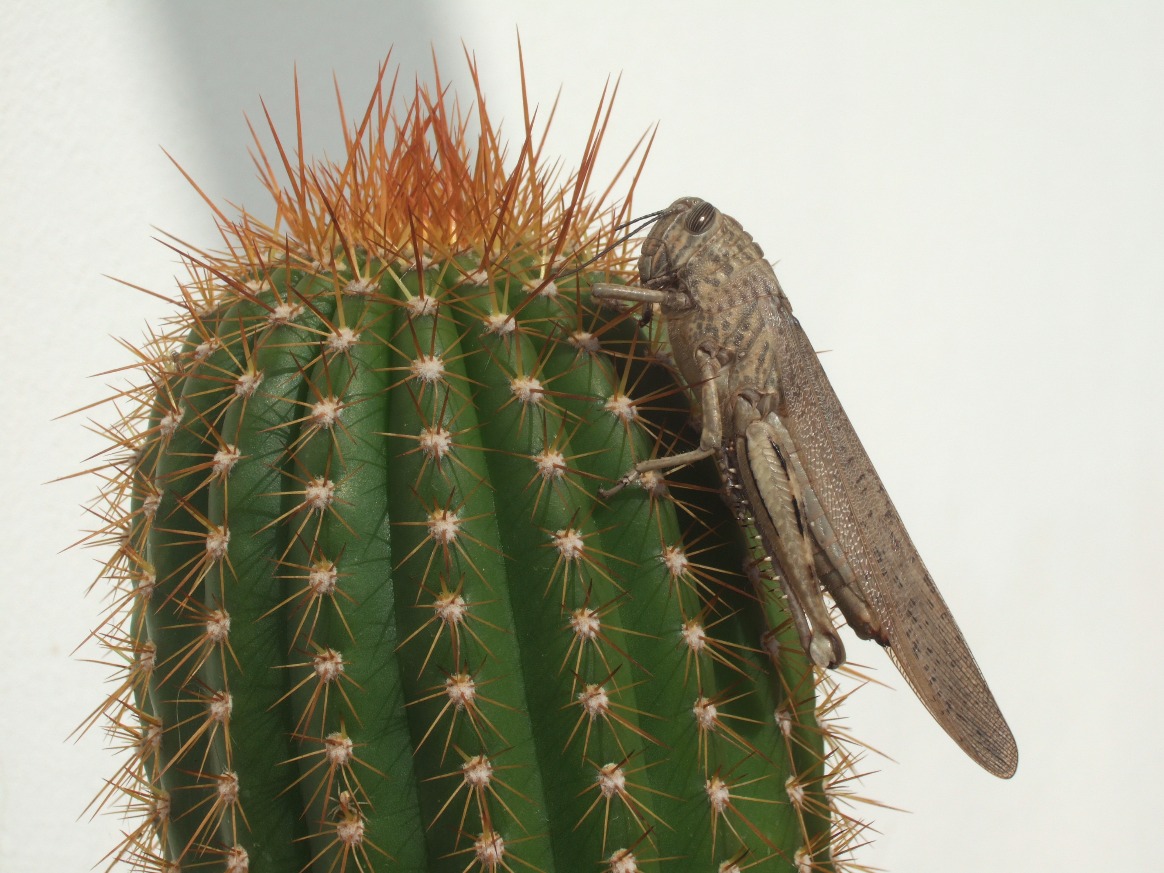 Cautious Grasshopper - Insects, Arachnids, Reptiles & Amphibians, Grasshopper | Cactus | Plant | Green | Insect | Prickly | Eye