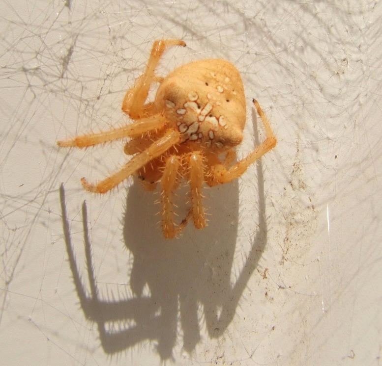 Garden Spider - Insects, Arachnids, Reptiles & Amphibians, Spider | Orange | Garden | Insect | Leg | Shadow | White