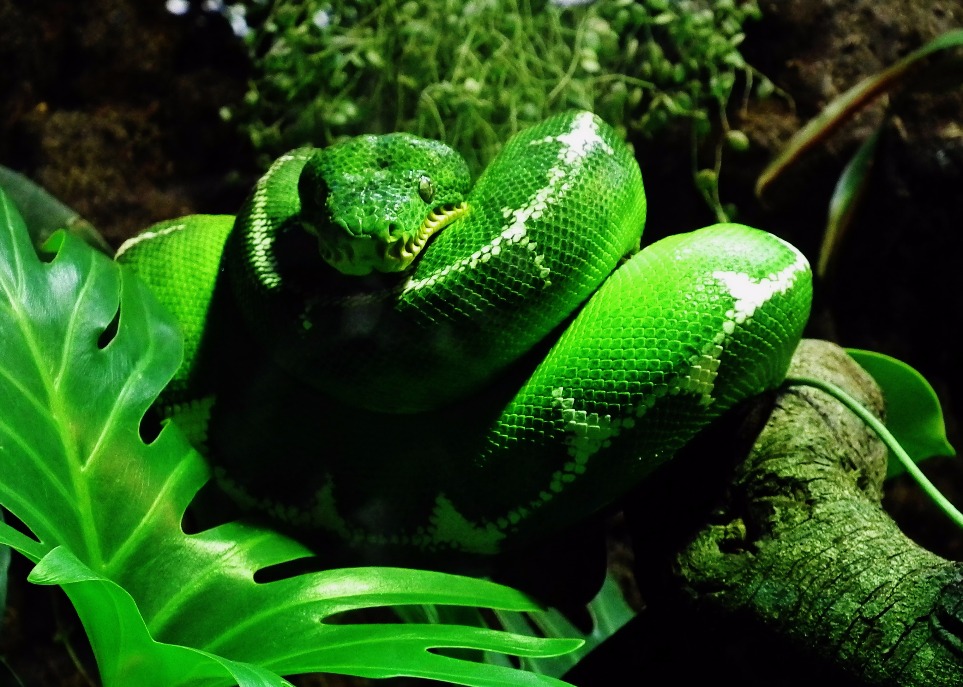 Emerald Tree Boa - Insects, Arachnids, Reptiles & Amphibians, Snake | Green | South America | Eyes | Reptile | Skin