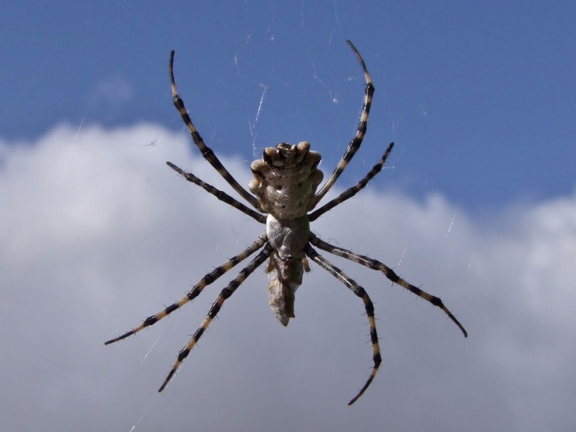 Arachnid Above - Insects, Arachnids, Reptiles & Amphibians, Spider | Insect | Arachnid | Leg | Web | Sky | Garden