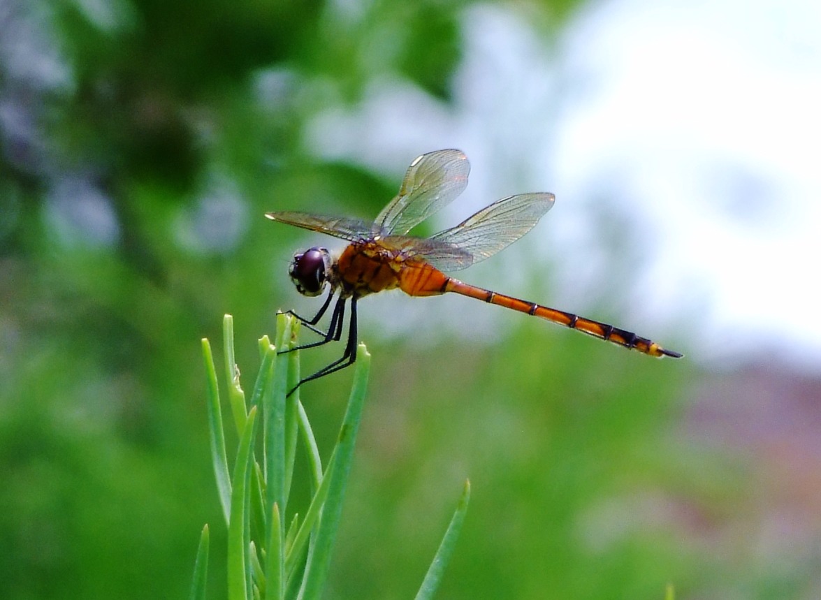Orange Dragonfly - Insects, Arachnids, Reptiles & Amphibians, Insect | Wing | Winged | Orange | Dragonfly | Green | Grass