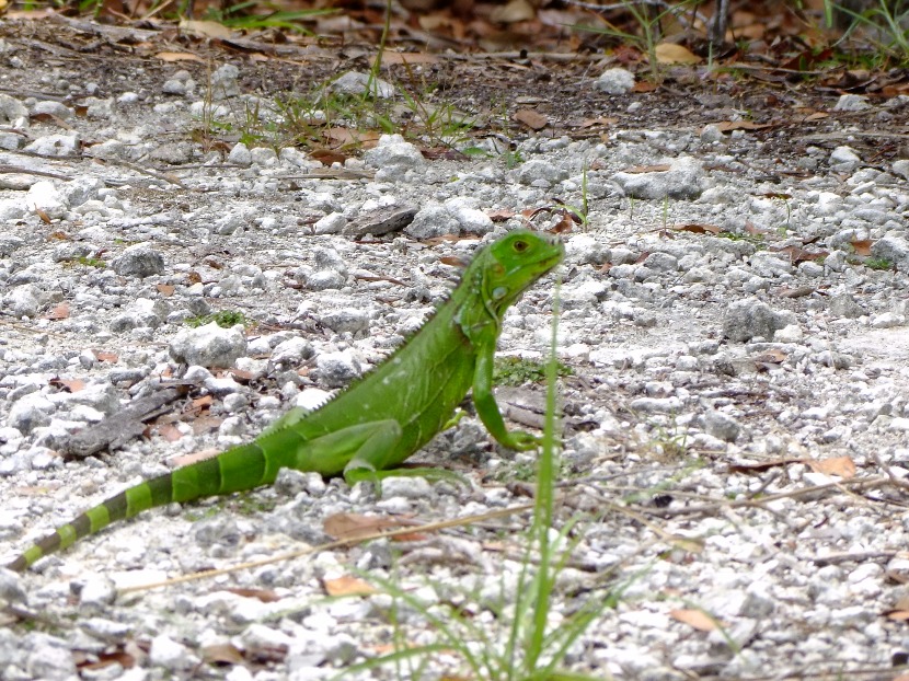 Green Iguana - Insects, Arachnids, Reptiles & Amphibians, Iguana | Green | Lizard | Reptile | Nature | Eye