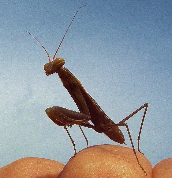 Praying Mantis - Insects, Arachnids, Reptiles & Amphibians, Insect | Pose | Eyes | Head | Nature | Green | Brown
