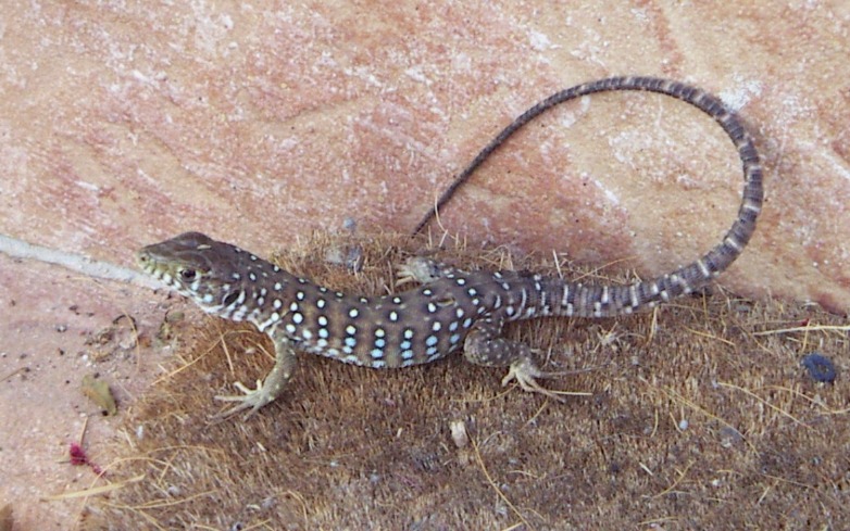 Spotted Lizard - Insects, Arachnids, Reptiles & Amphibians, Lizard | Spotty | Brown | Blue | Tall | Eye | Nature | Reptile