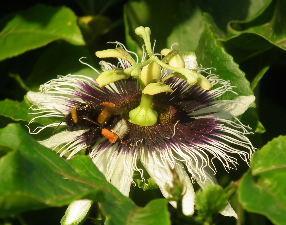 Pollen Basket - Insects, Arachnids, Reptiles & Amphibians, Bee | Flower | Knee | Pollen | Insect | Nature | Honey