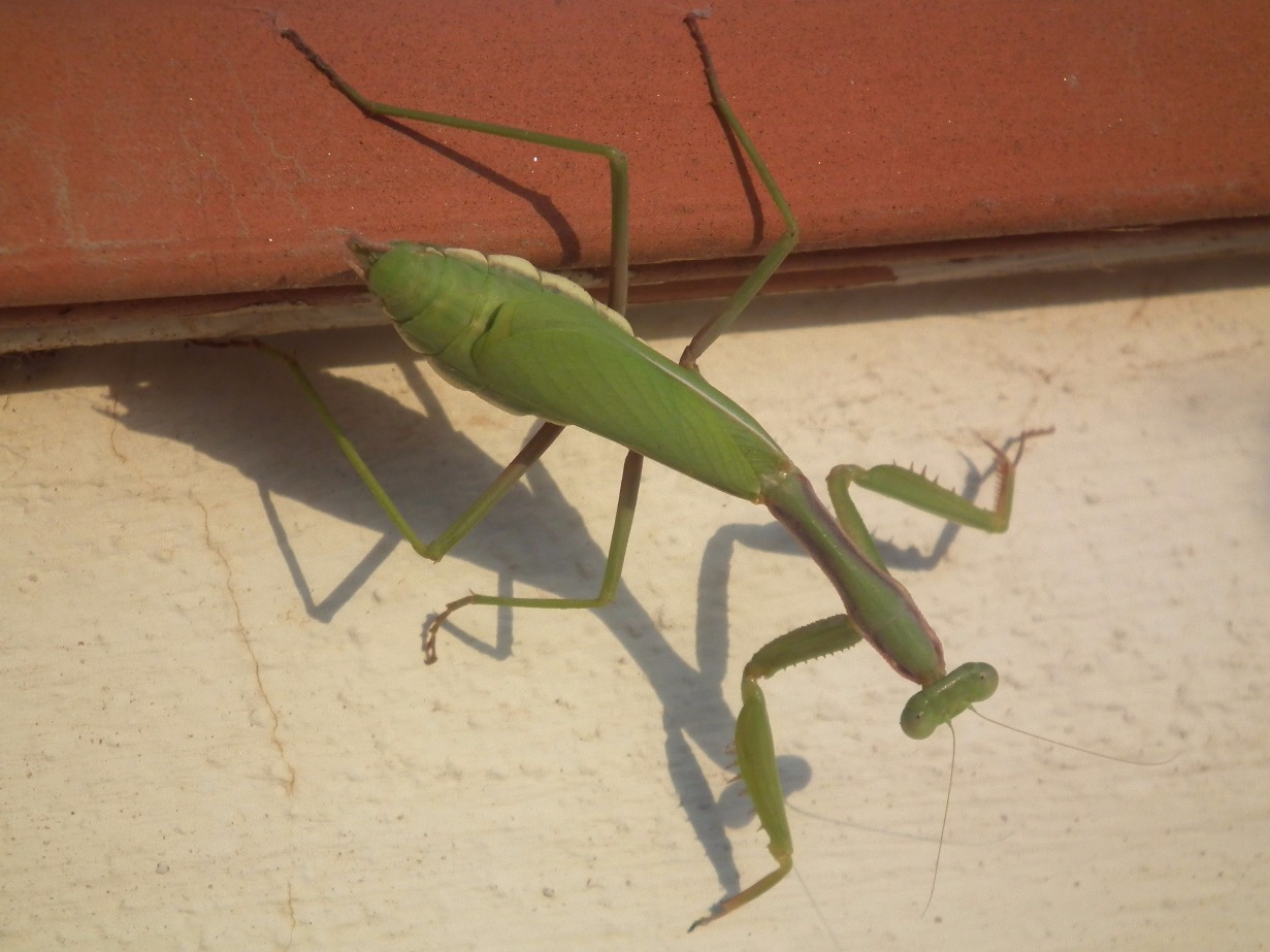 Praying Mantis Shadow - Insects, Arachnids, Reptiles & Amphibians, Insect | Green | Praying | Eye | Eyes | Shadow | Sky | Blue