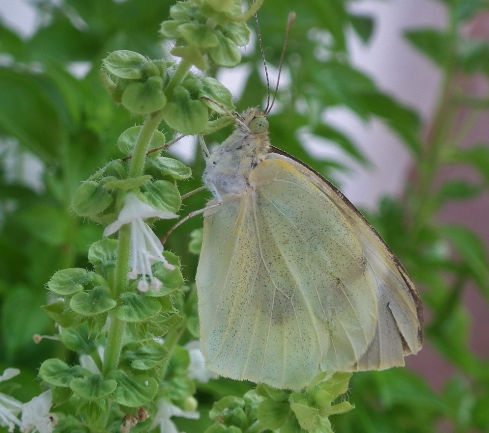 Cabbage White - Insects, Arachnids, Reptiles & Amphibians, Butterfly | White | Wing | Winged | Green | Flower | Insect | Cabbage