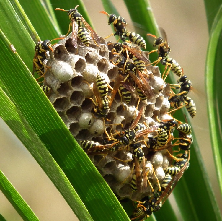 Hornets Nest - Insects, Arachnids, Reptiles & Amphibians, Hornet | Insect | Wing | Winged | Fly | Nest | Yellow | Black