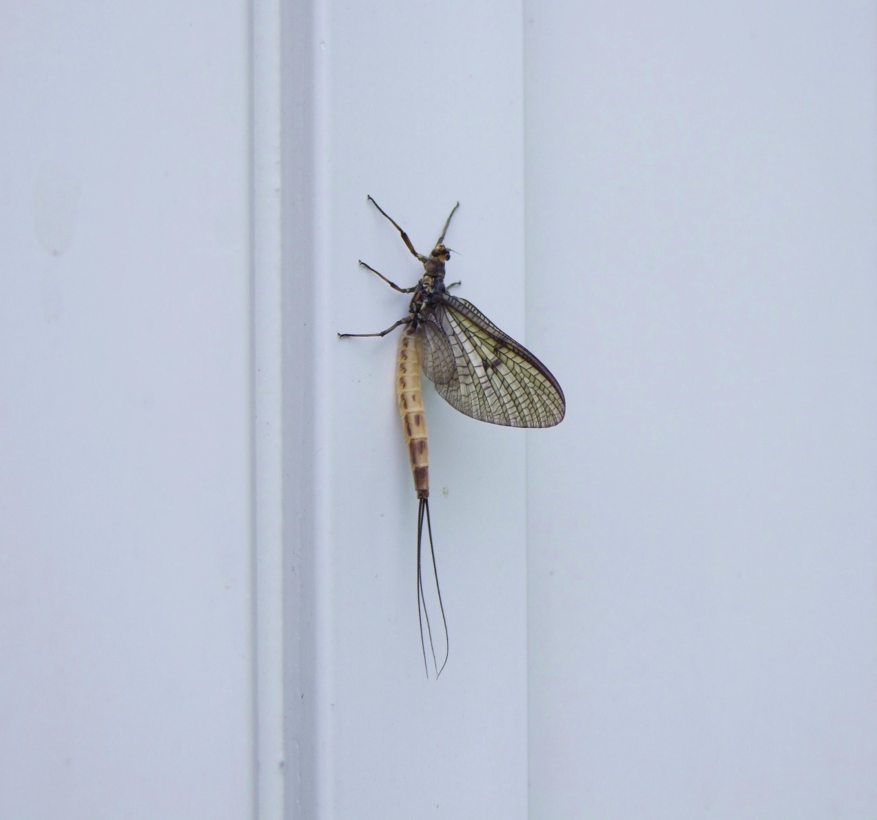 Mayfly - Insects, Arachnids, Reptiles & Amphibians, Fly | Winged | Wing | Insect | Skin | Eye