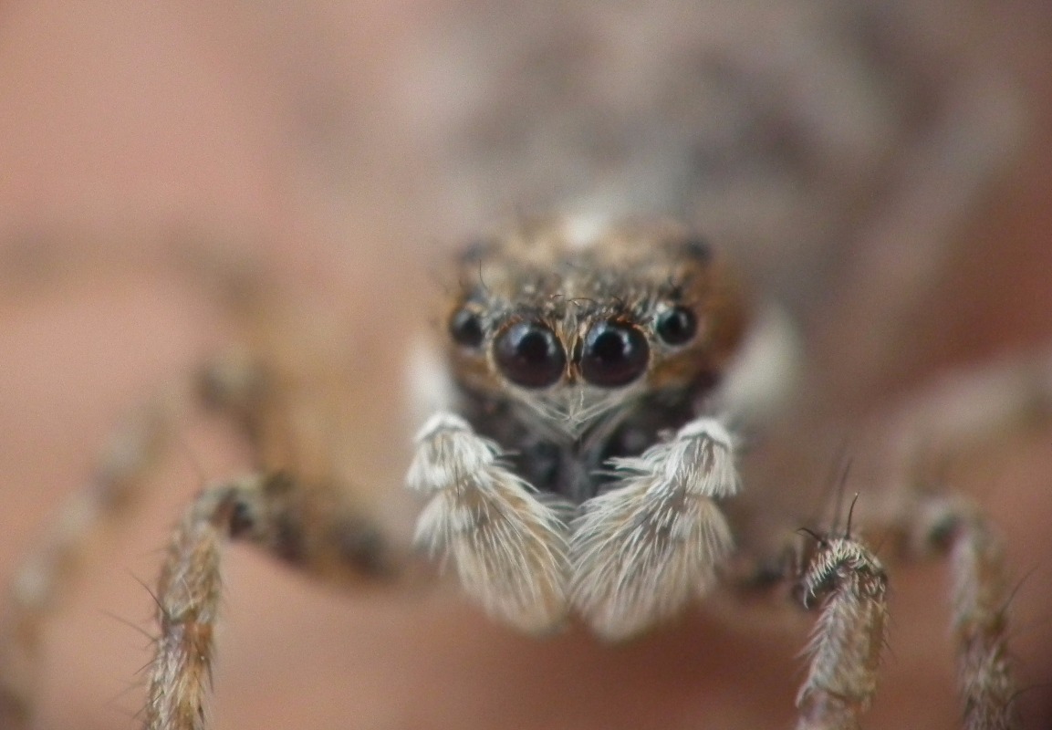 Spider Eyes - Insects, Arachnids, Reptiles & Amphibians, Spider | Eye | Eyes | Black | Brown | Legs | Body | Insect