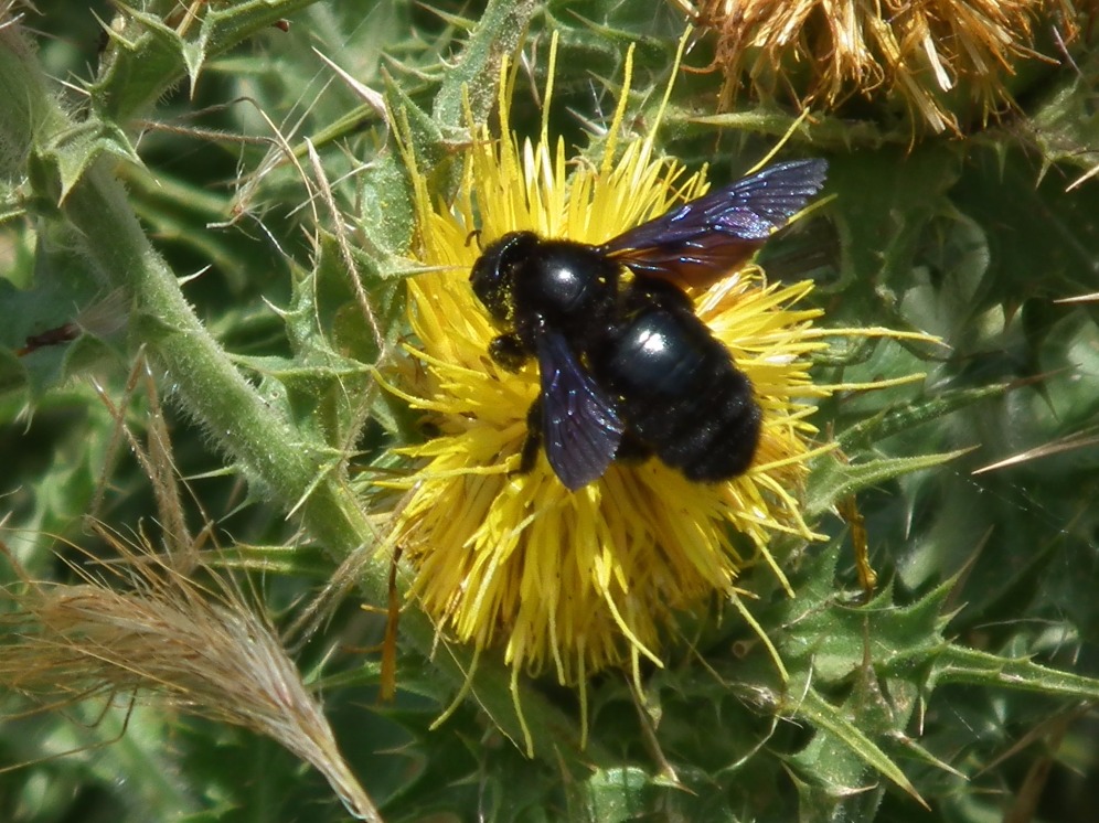 Carpenter Bee - Insects, Arachnids, Reptiles & Amphibians, Insect | Wing | Winged | Black | Blue | Bee | Flower | Fly