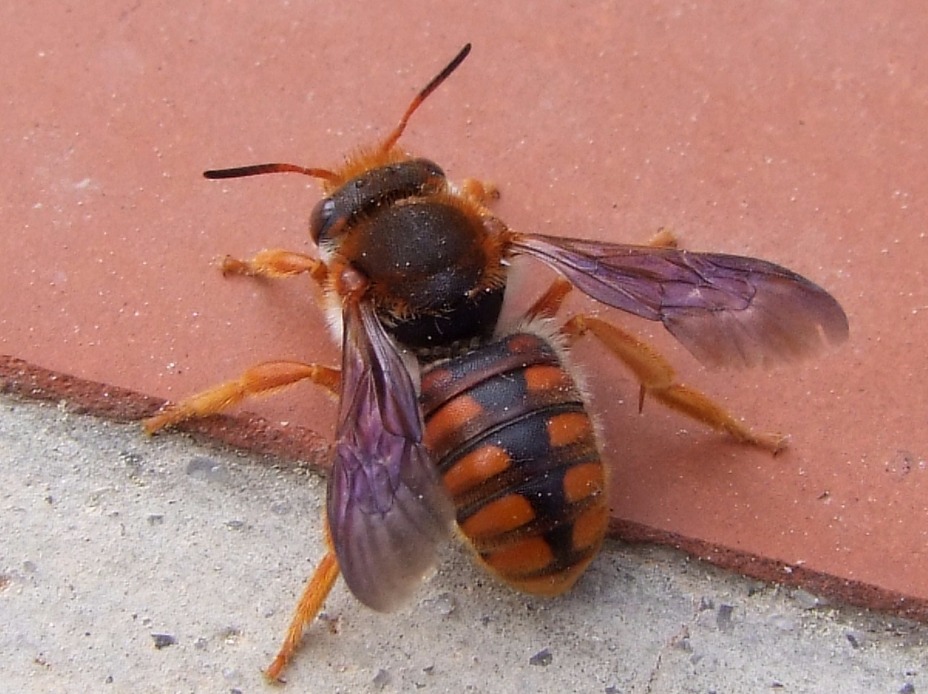 Orange Bee - Insects, Arachnids, Reptiles & Amphibians, Macro | Insect | Fly | Eye | Eyes | Wing | Winged | Flower | Orange