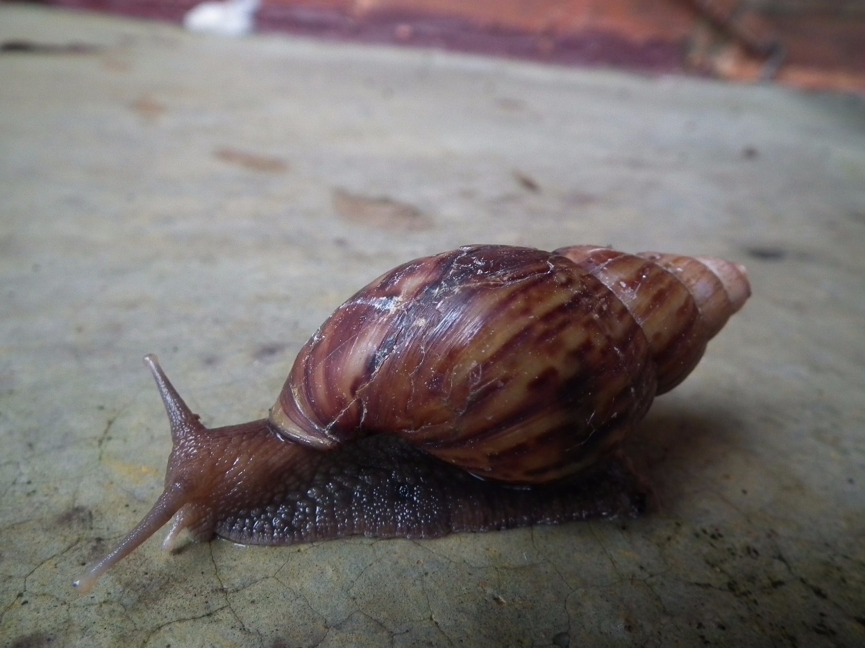 Giant African Snail - Insects, Arachnids, Reptiles & Amphibians, Animal | Shell | Beauty | Asia | African | Cosmetic