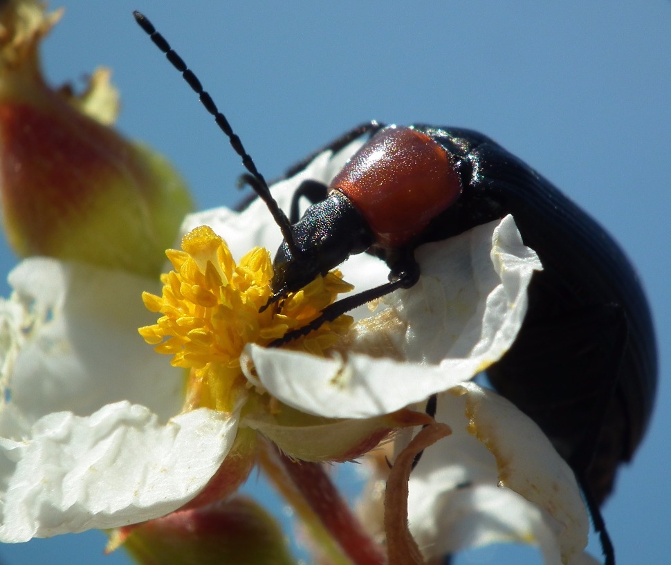 Soldier Beetle - Insects, Arachnids, Reptiles & Amphibians, Insect | Red | Black | Wing | Winged | Pollen | Pollinator | Flower | Nature