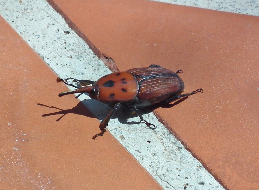 Red Palm Weevil - Insects, Arachnids, Reptiles & Amphibians, Mediterranean | Insect | Red | Wing | Winged | Summer | Fly | Palm | Tree