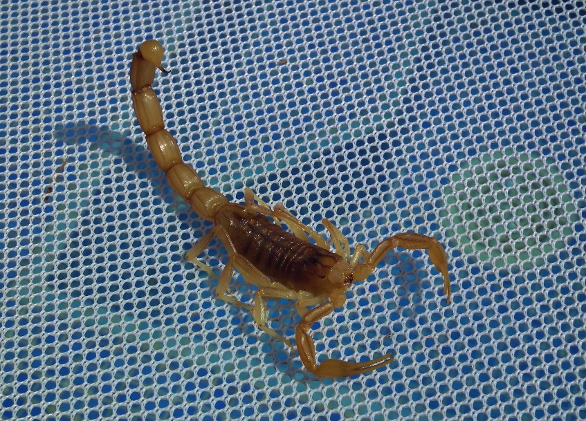 Scorpion - Insects, Arachnids, Reptiles & Amphibians, Insect | Venemous | Stinging | Leg | Legs | Mediterranean | Predatory | Tail | Macro