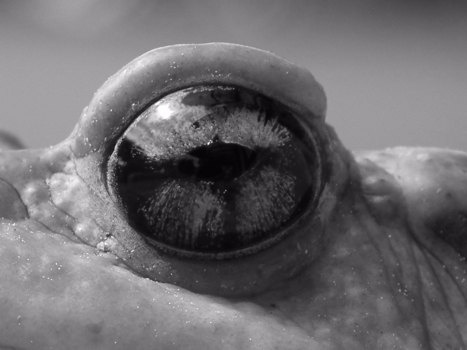 Toad Eye - Insects, Arachnids, Reptiles & Amphibians, Eye | Eyes | Toad | Reflection | Black and White | Black | Skin | Europe