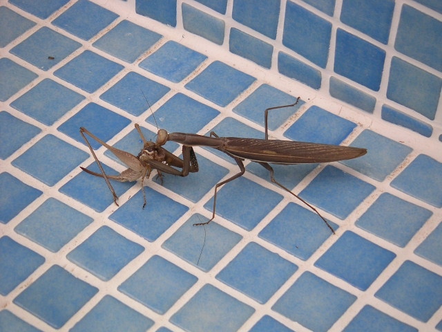 Grasshopper Against The Praying Mantis