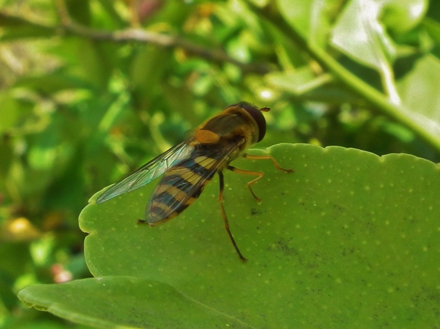 Stinging Insect - Insects, Arachnids, Reptiles & Amphibians, Insect | Wasp | Yellow | Black | Wing | Winged | Leaf | Leaves | Green | Legs