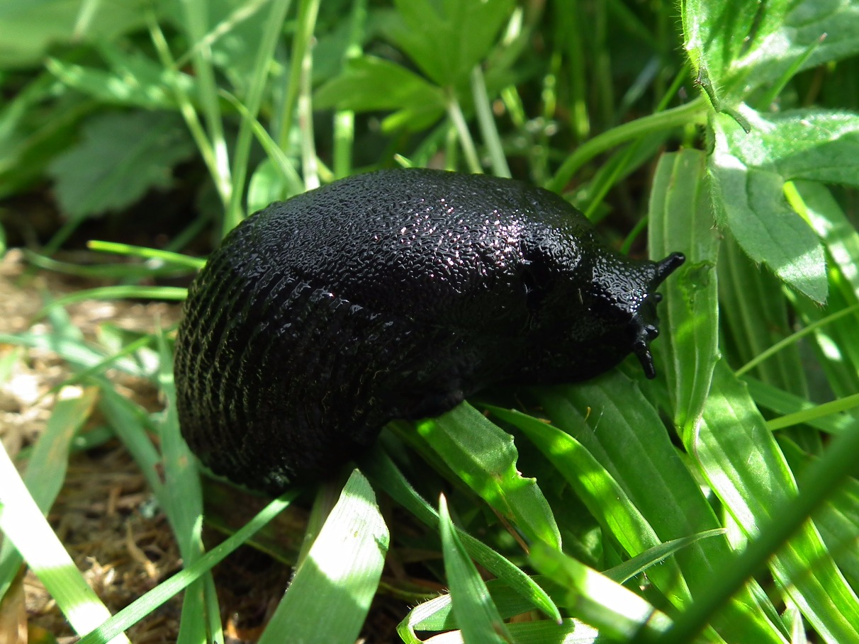 Black Slug - Insects, Arachnids, Reptiles & Amphibians, Insect | Black | Green | Grass | Europe | Large | Predatory | Slimy