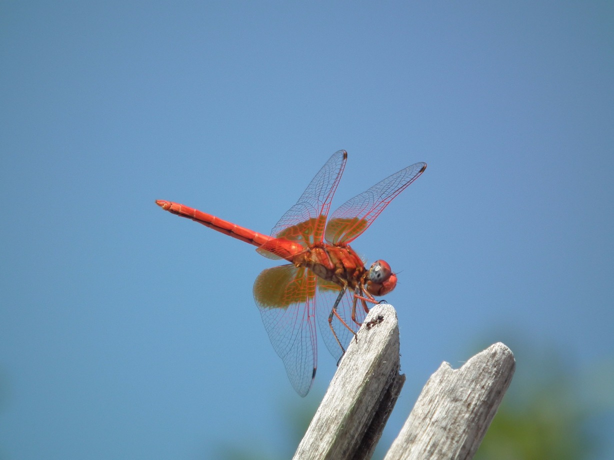 Dainty Dragonfly - Insects, Arachnids, Reptiles & Amphibians, Insect | Red | Dragon | Dragonfly | Wing | Winged | Fly | Macro | Blue | Sky | Nature