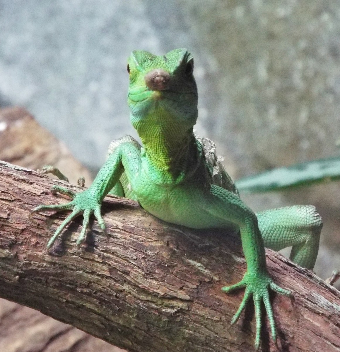 Green Lizard - Insects, Arachnids, Reptiles & Amphibians, Green | Lizard | Skin | Eye | Eyes | Amphibian | Scales