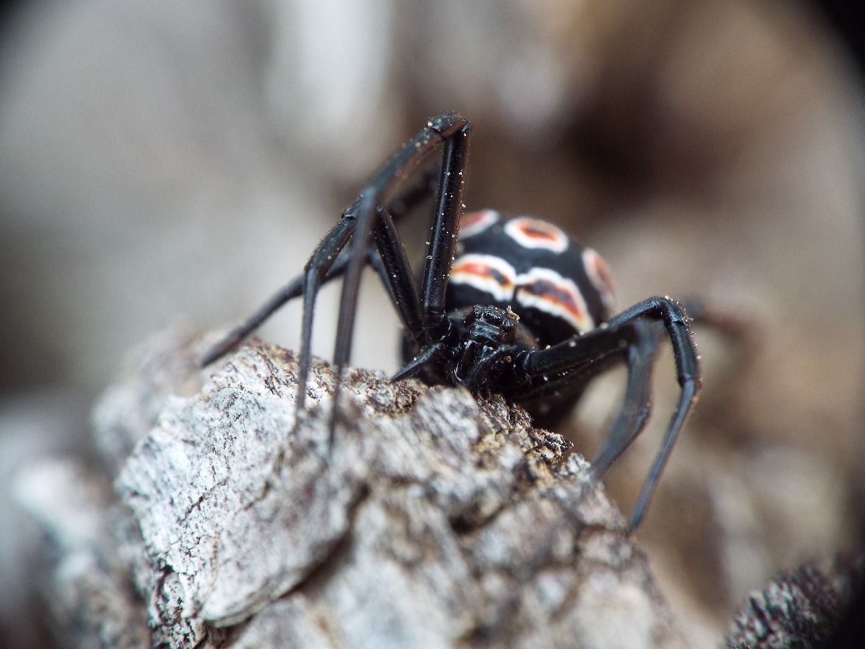 Juvenile Black Widow Spider, Spider | Insect | Black | Orange | White | Legs | Nature | Photography | Macro | Wood