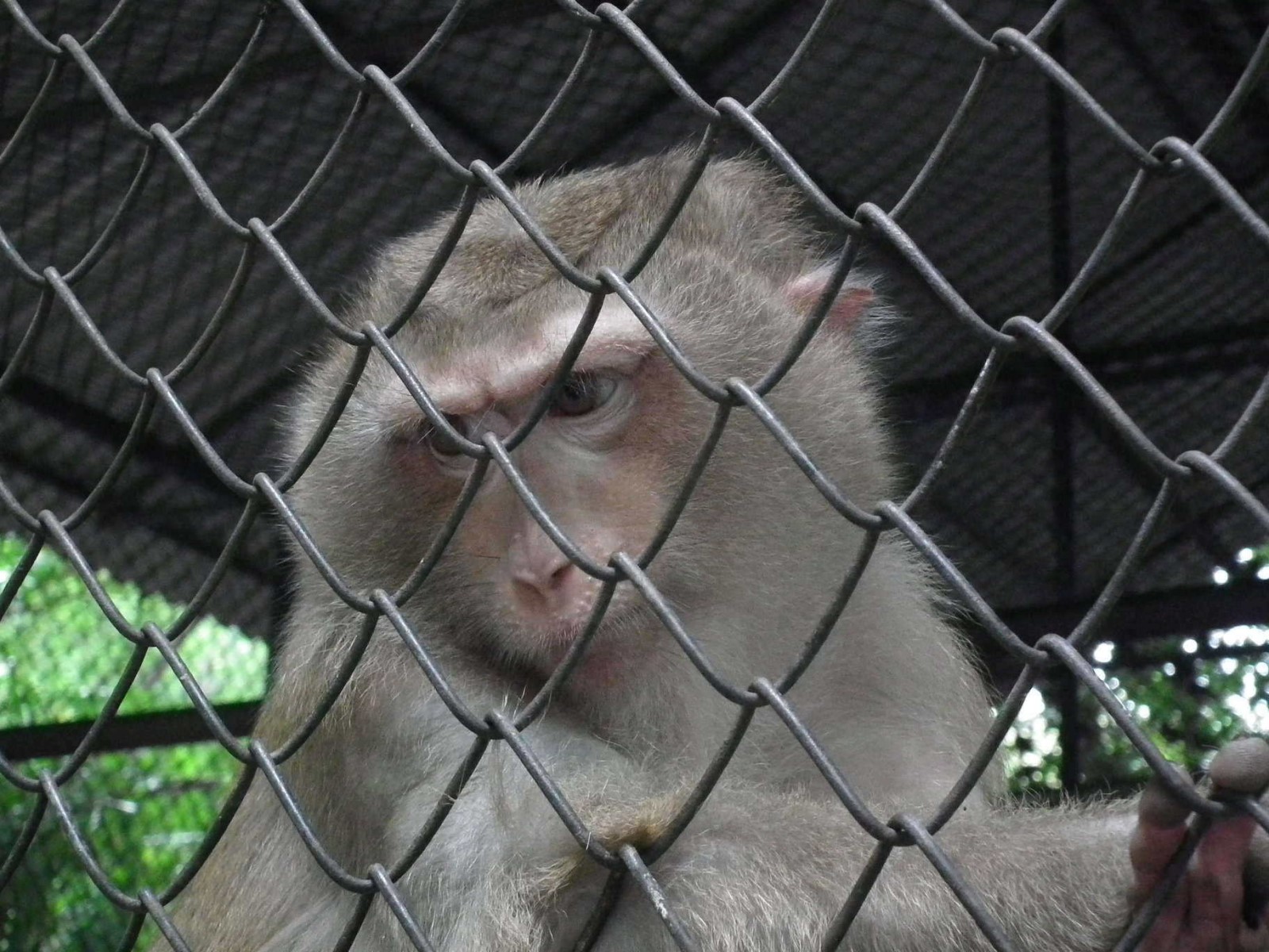 Monkey at Temple
, Monkey | Thailand | Cage | Brown