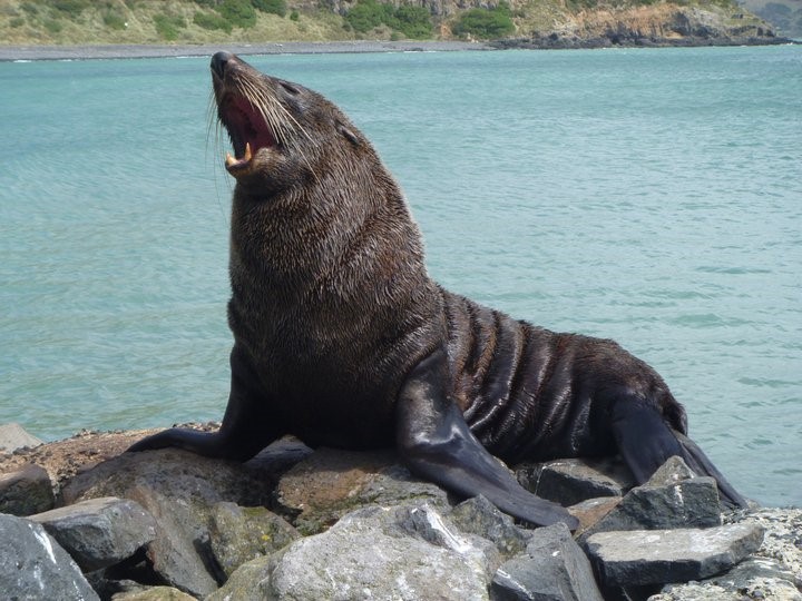 Sea Lion, Animal | Water | Lion | New Zealand