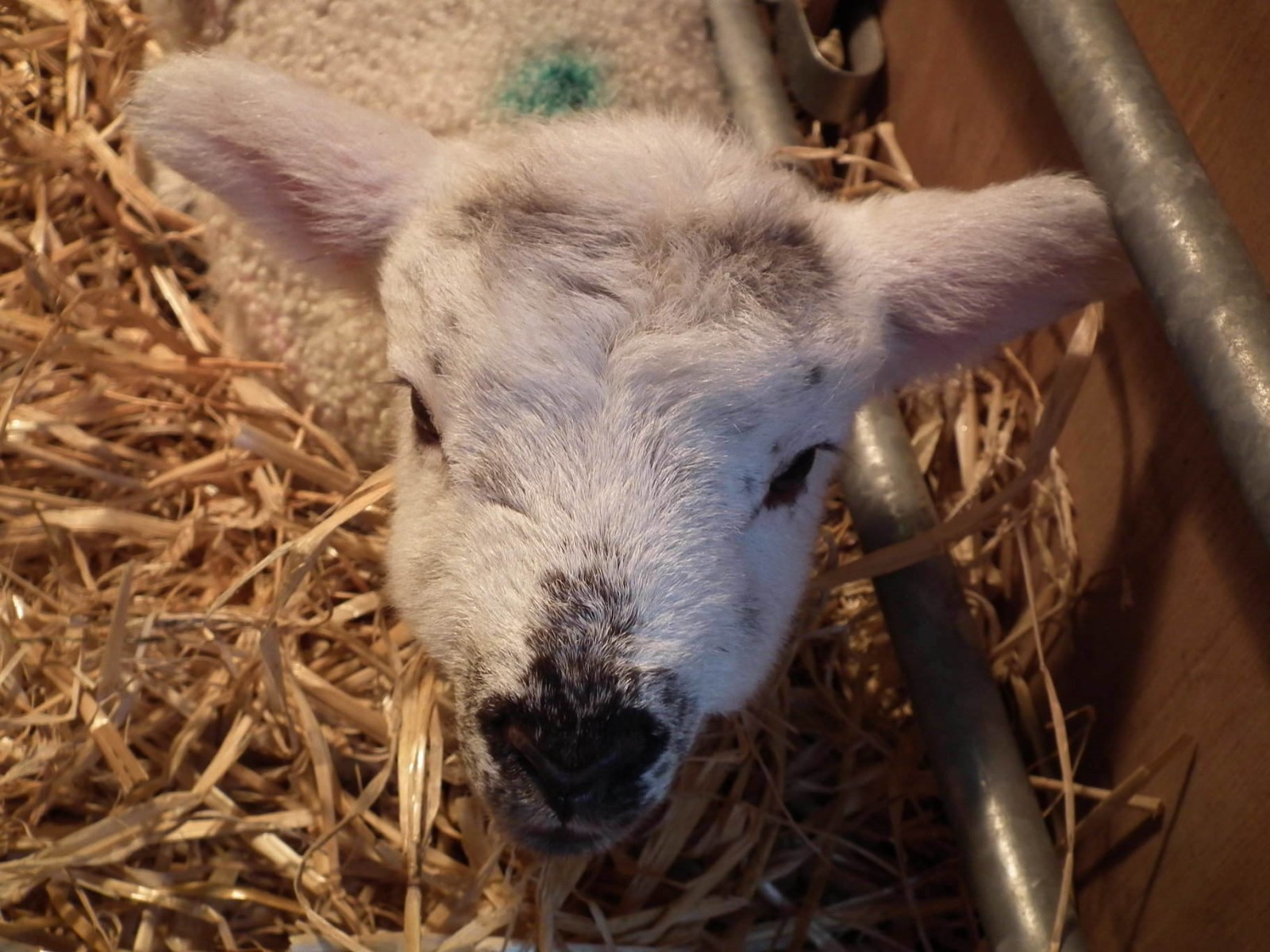 Curious Lamb, Lamb | Playful | Sheep | Animal | Wool | Baby | Newborn