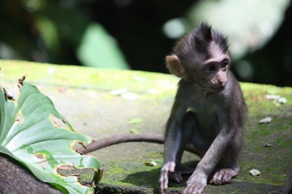 Sweet Monkey, Monkey | Brown | Bali | Forest