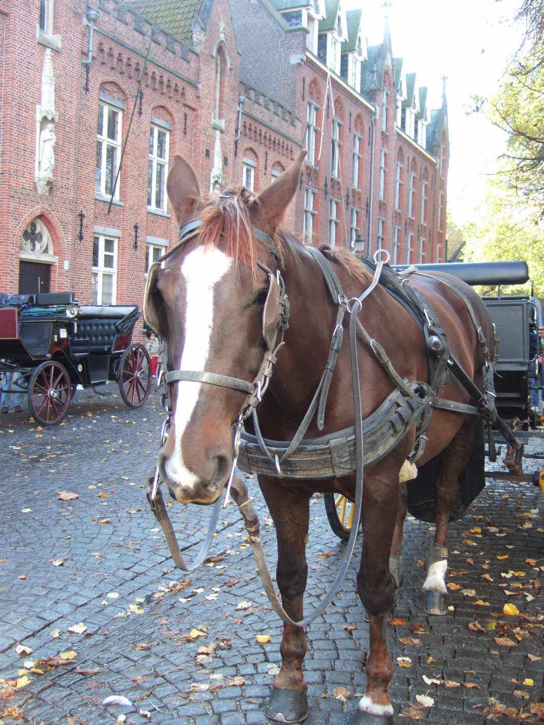 Horse Carriage, Horse | Carriage | Brown | City | Brugges | Transport