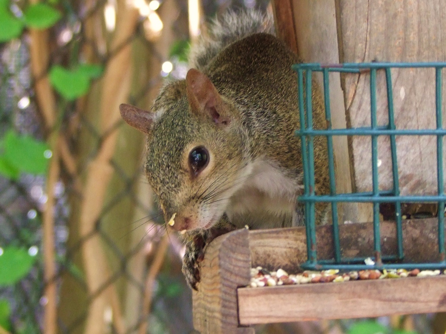 Shy Squirrel, Animal | Fur | Furry | Tree | Leaf | Squirrel