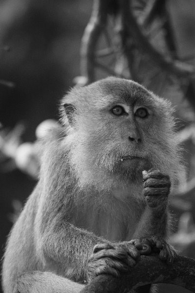 Monkey, Monkey | Animal | Asia | Wild | Primate