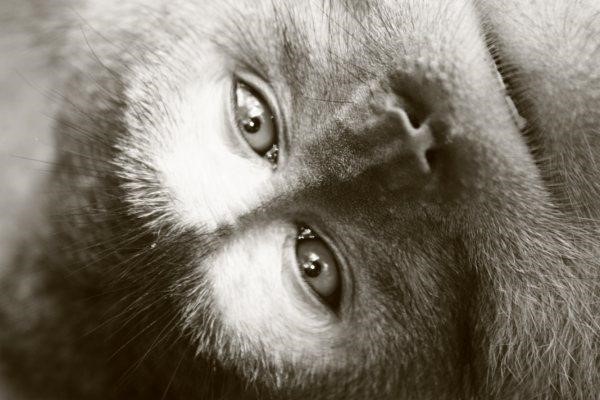 Loving eyes, Monkey | Eyes | Love | Animal | Asia | Mesmerize