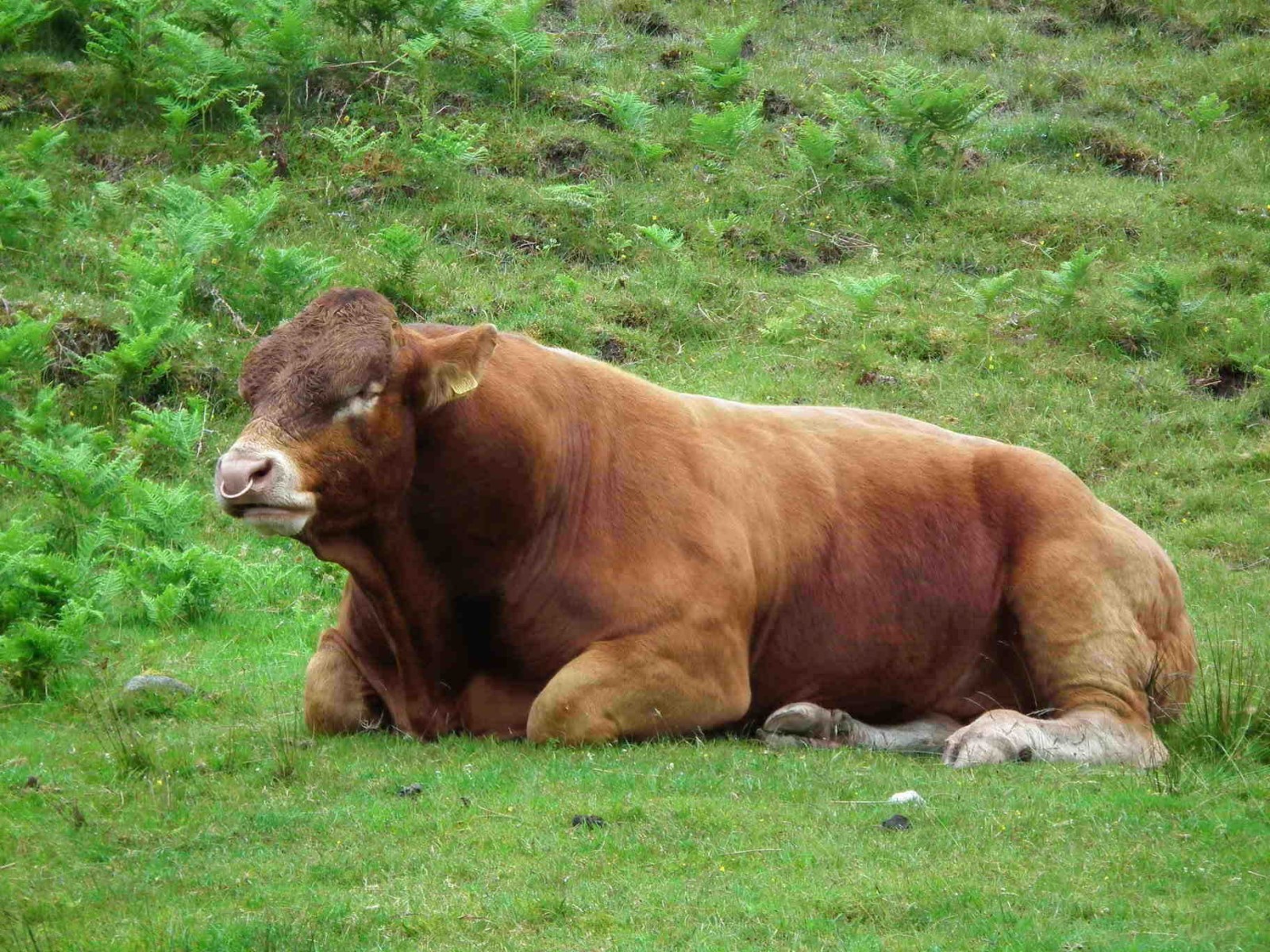 A Load Of Bull, Cattle | Bull | Animal | Scotland | Brown
