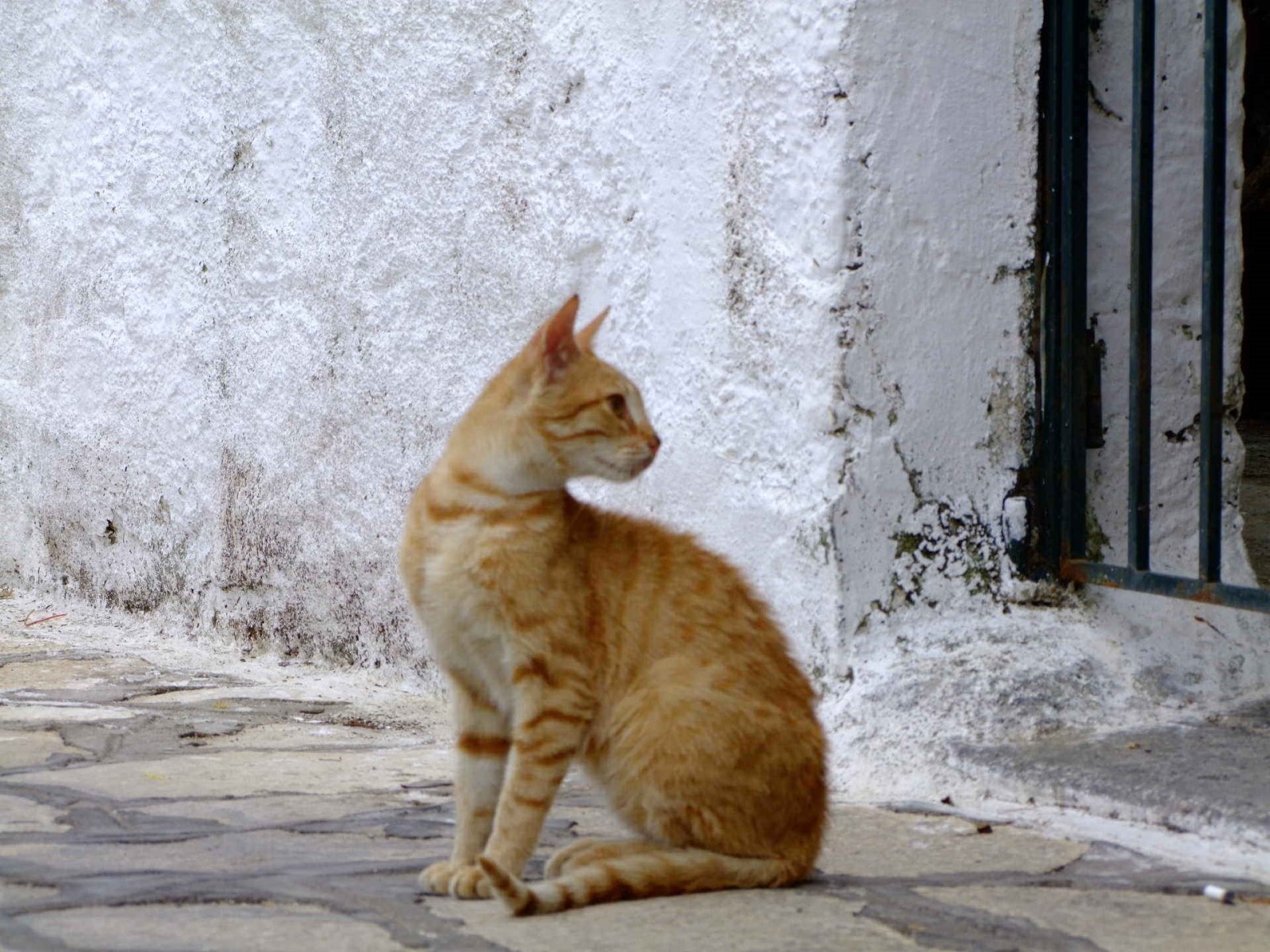 Tom, Cat | Animal | Greece | Lefkada | Furry | Fur