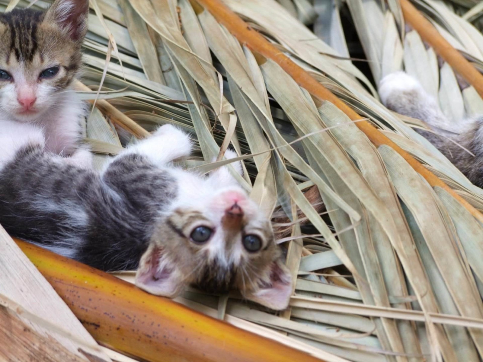 Upside Down, Cat | Kitten | Fur | Young | Animal | Greece