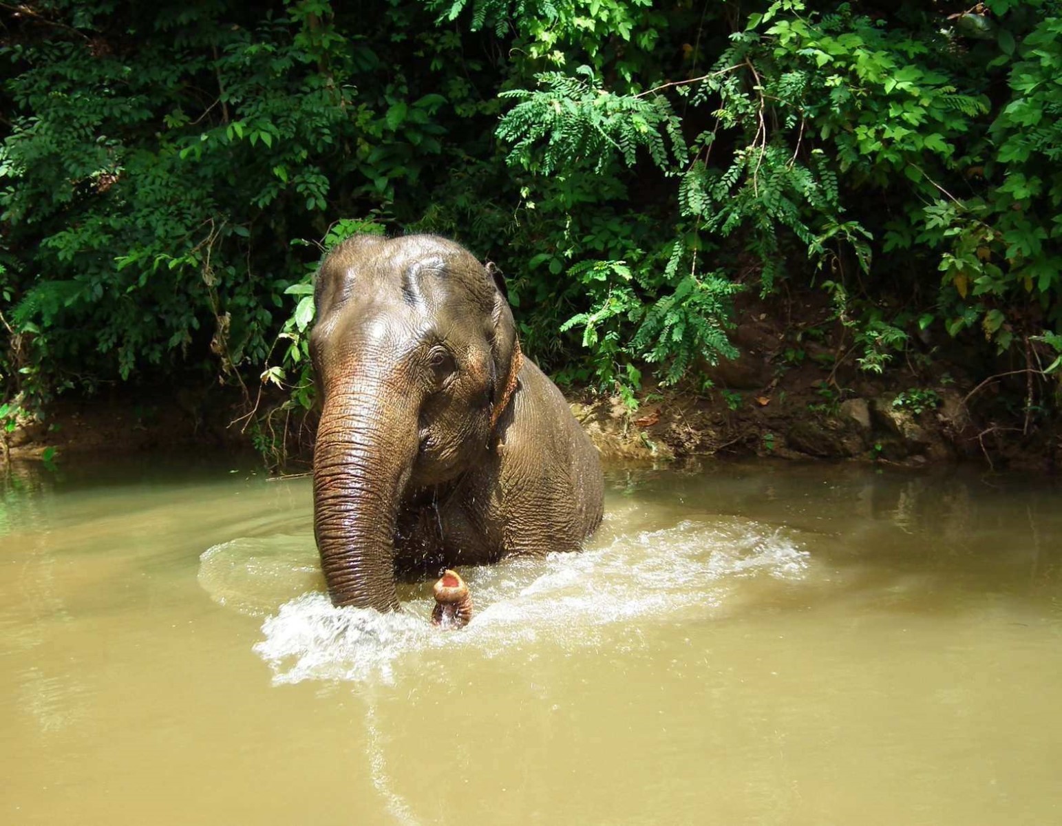 Asian Elephant, Animal | Brown | Elephant | Water | Thailand