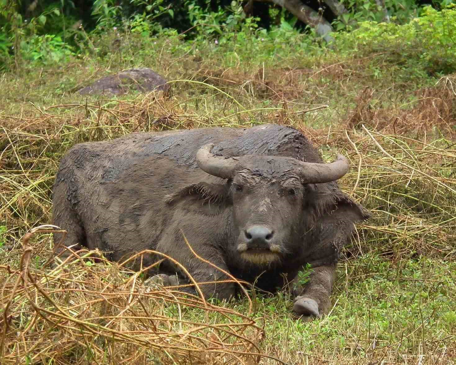 Water Buffalo, Thailand | Animal | Water